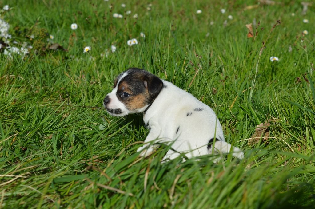 Du Jardin D'inuko - Chiot disponible  - Parson Russell Terrier