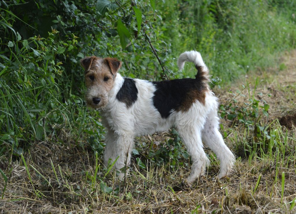 Uzzy black Du Jardin D'inuko