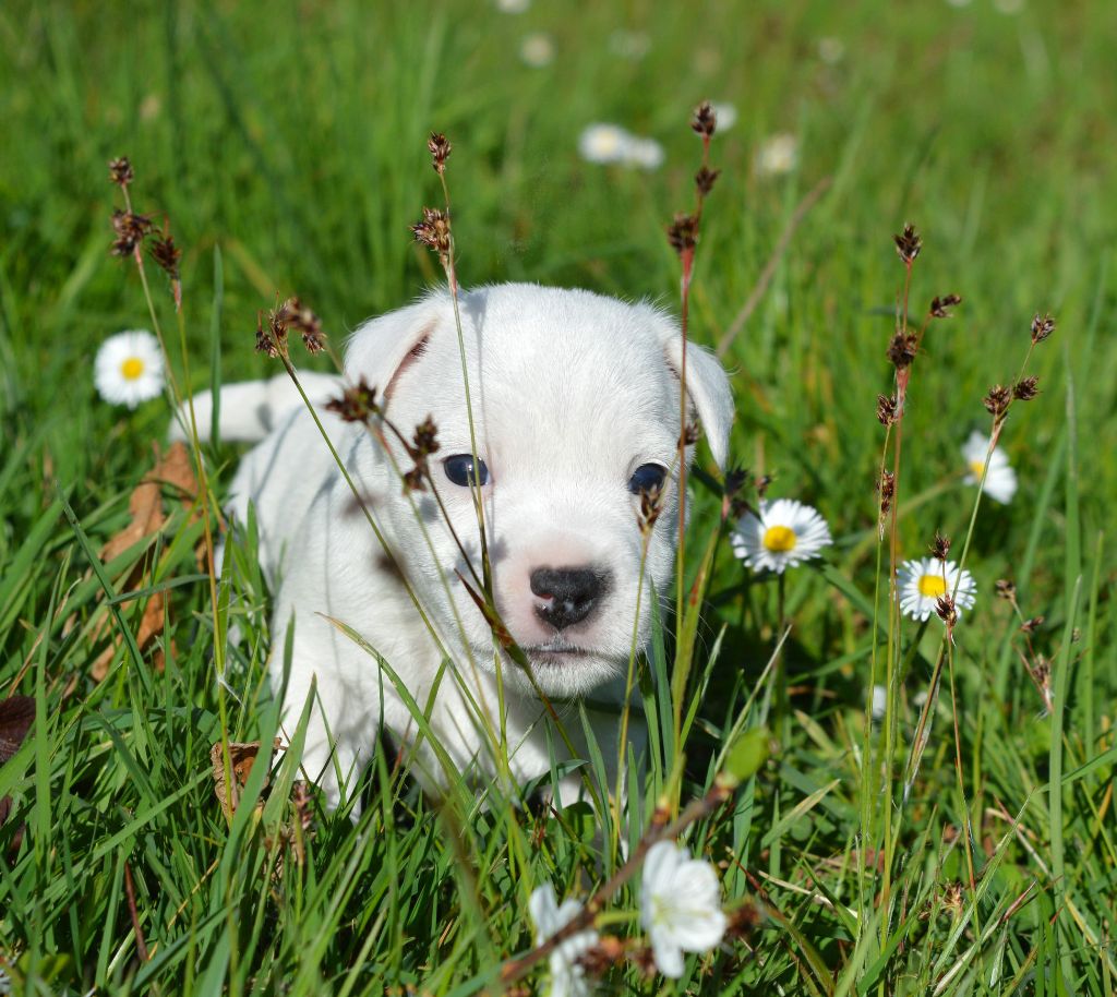 Du Jardin D'inuko - Chiot disponible  - Parson Russell Terrier