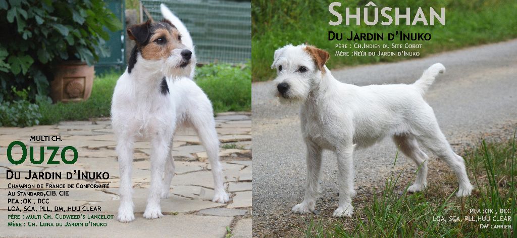 chiot Parson Russell Terrier Du Jardin D'inuko