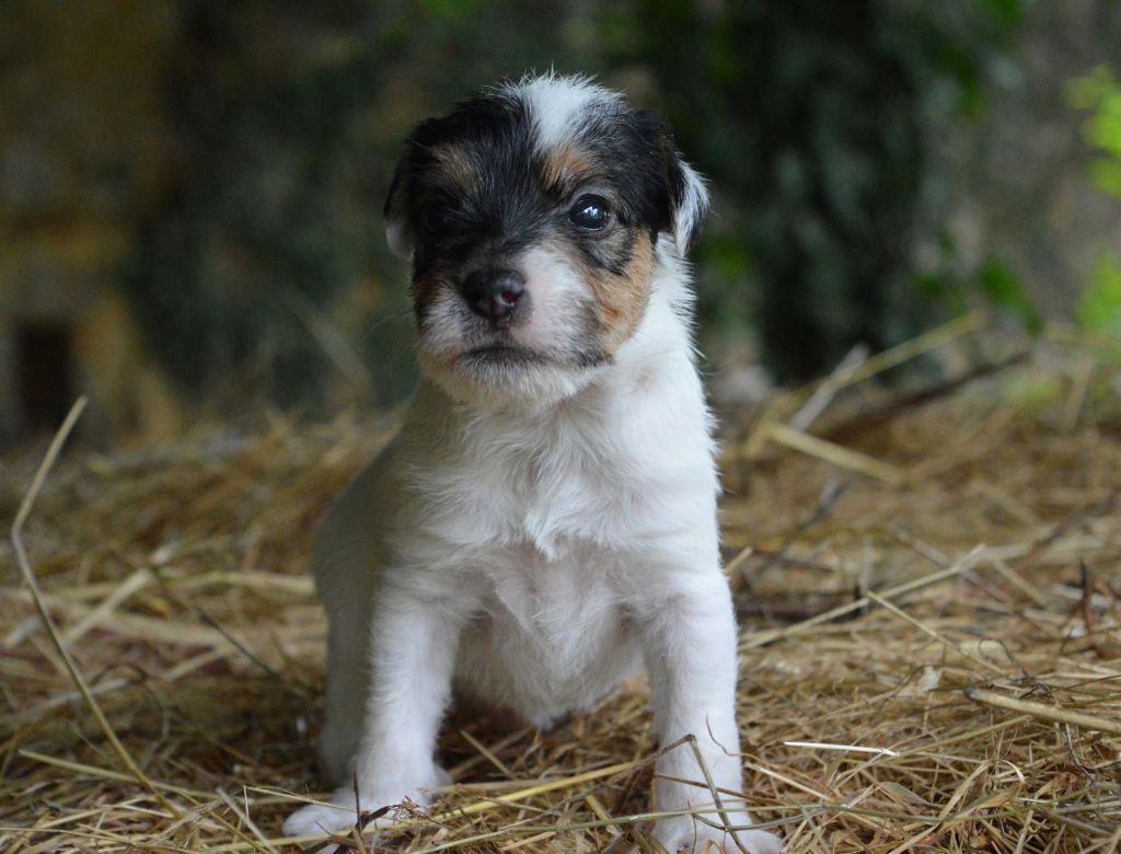 Du Jardin D'inuko - Chiot disponible  - Parson Russell Terrier