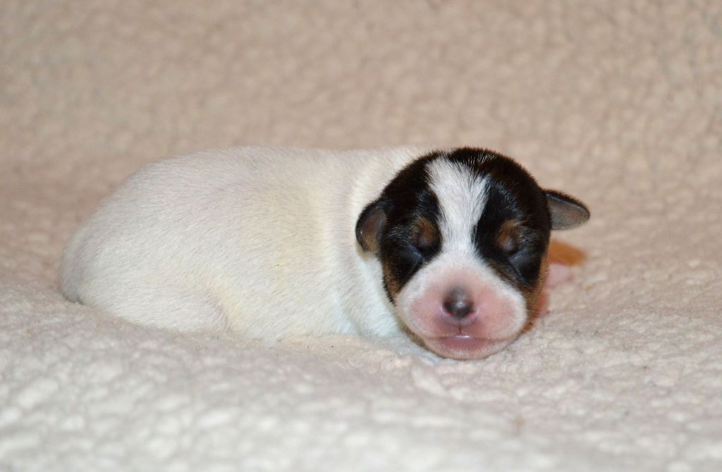 Du Jardin D'inuko - Chiot disponible  - Parson Russell Terrier