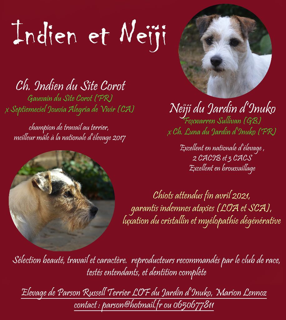 Du Jardin D'inuko - Parson Russell Terrier - Portée née le 26/04/2021