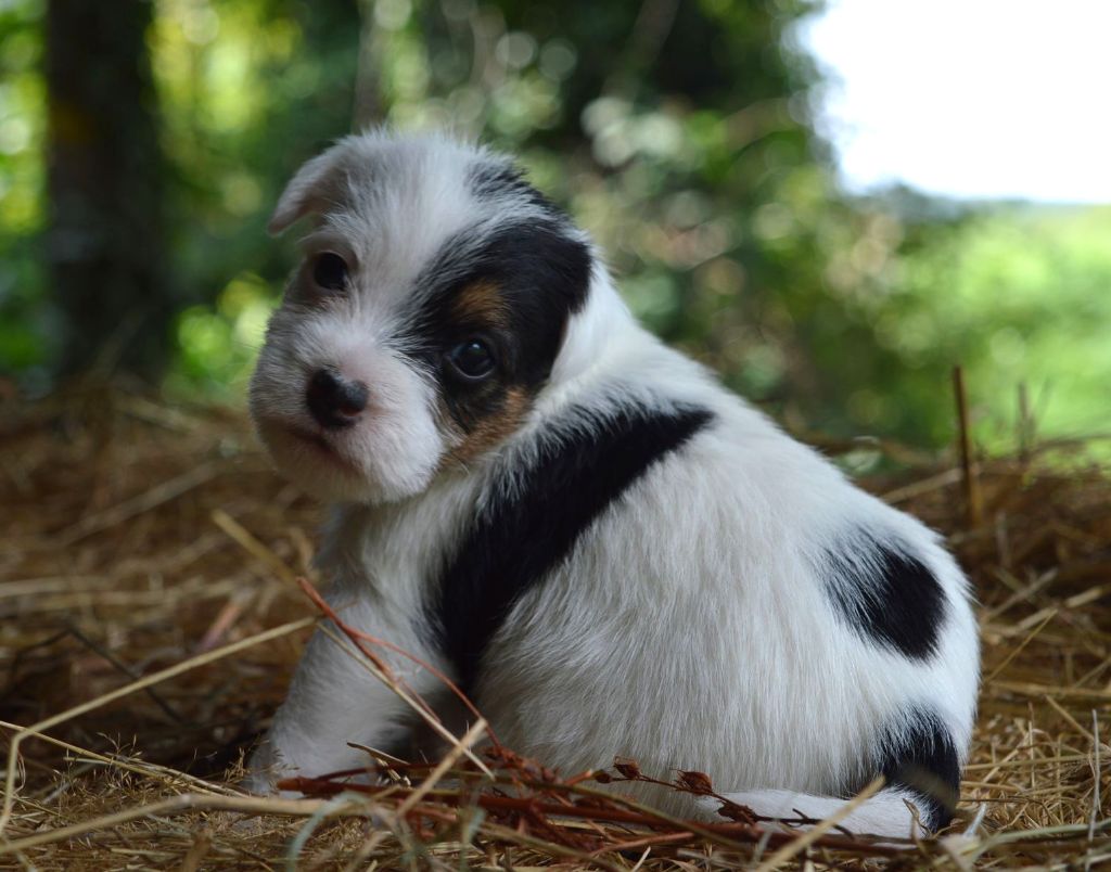 Du Jardin D'inuko - Chiot disponible  - Parson Russell Terrier