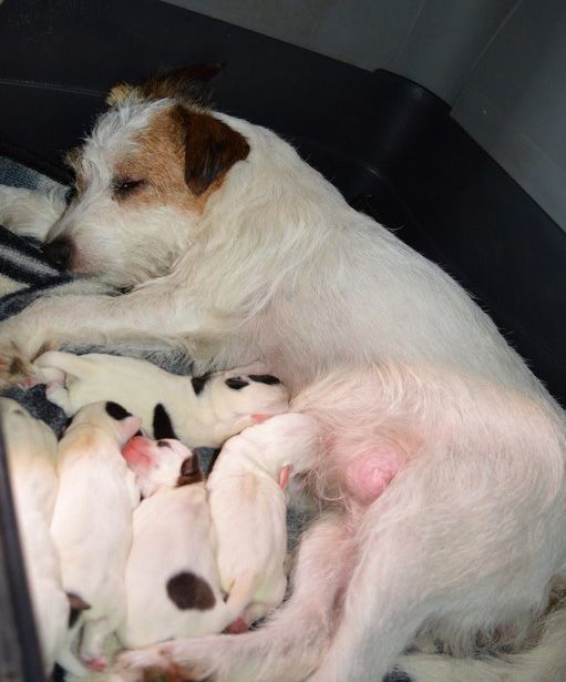 chiot Parson Russell Terrier Du Jardin D'inuko