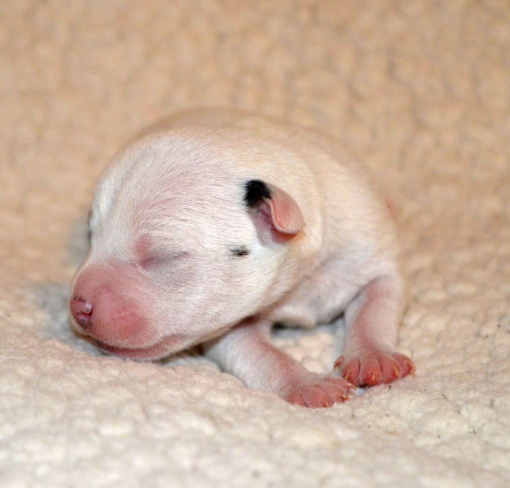 Du Jardin D'inuko - Chiot disponible  - Parson Russell Terrier