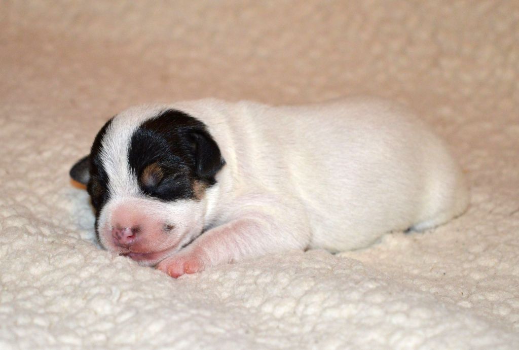 Du Jardin D'inuko - Chiot disponible  - Parson Russell Terrier