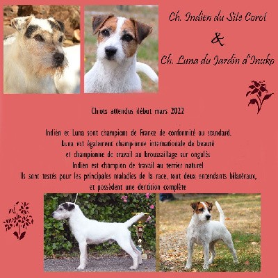Du Jardin D'inuko - Parson Russell Terrier - Portée née le 28/02/2022