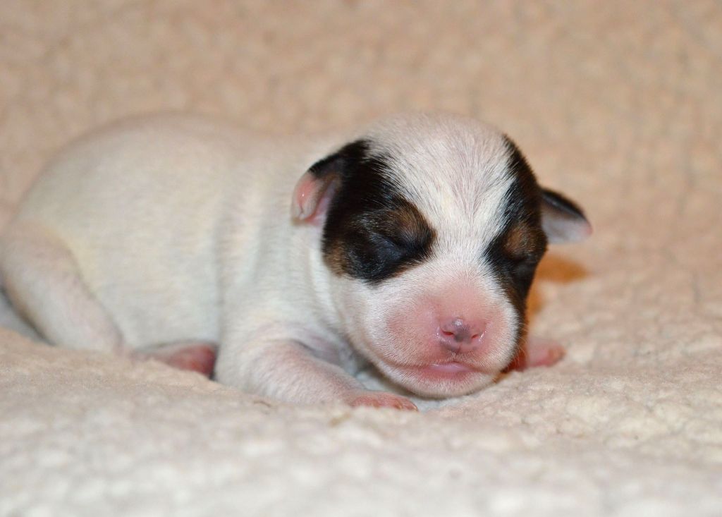 Du Jardin D'inuko - Chiot disponible  - Parson Russell Terrier