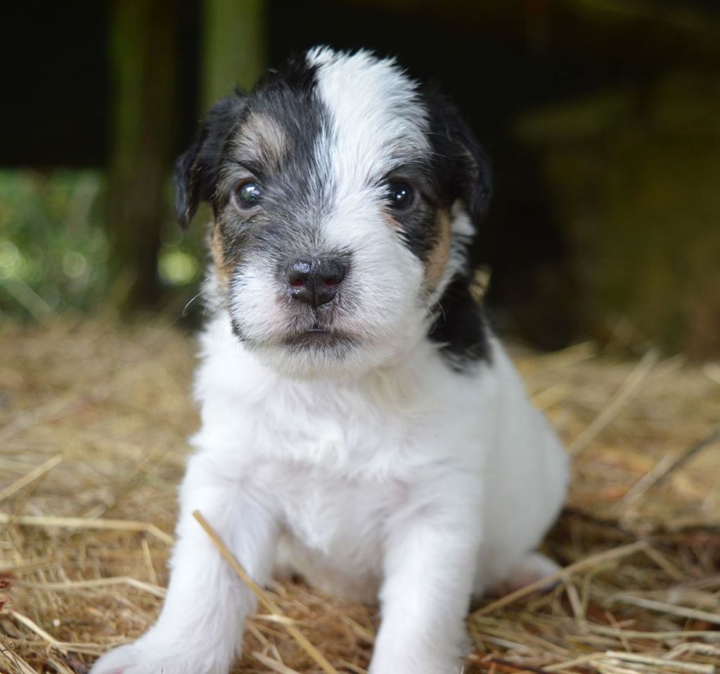 Du Jardin D'inuko - Chiot disponible  - Parson Russell Terrier