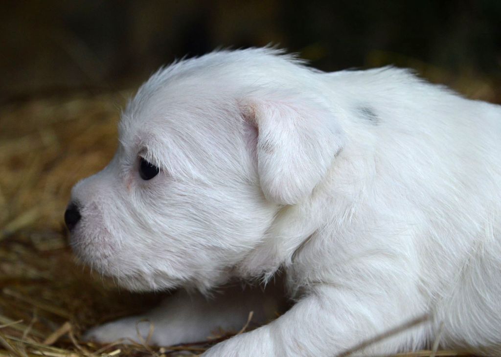 Du Jardin D'inuko - Chiot disponible  - Parson Russell Terrier