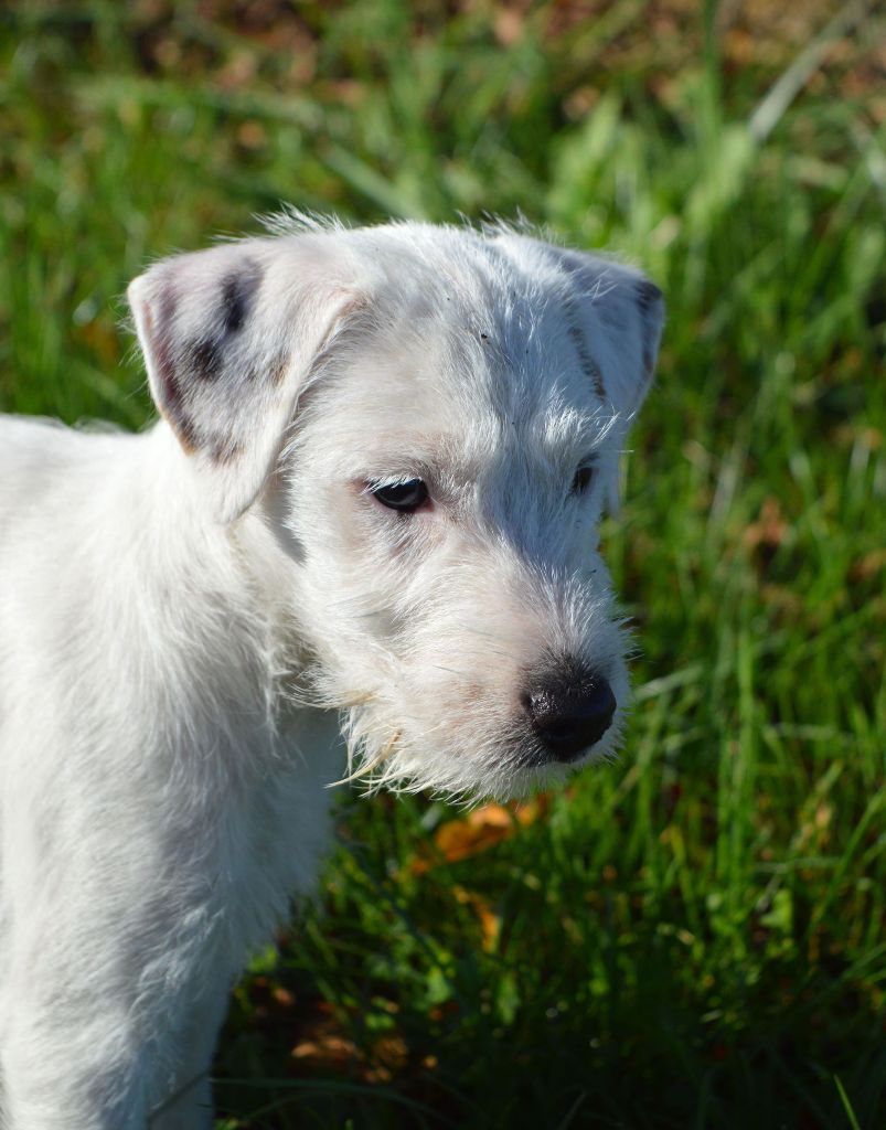 Du Jardin D'inuko - Chiot disponible  - Parson Russell Terrier