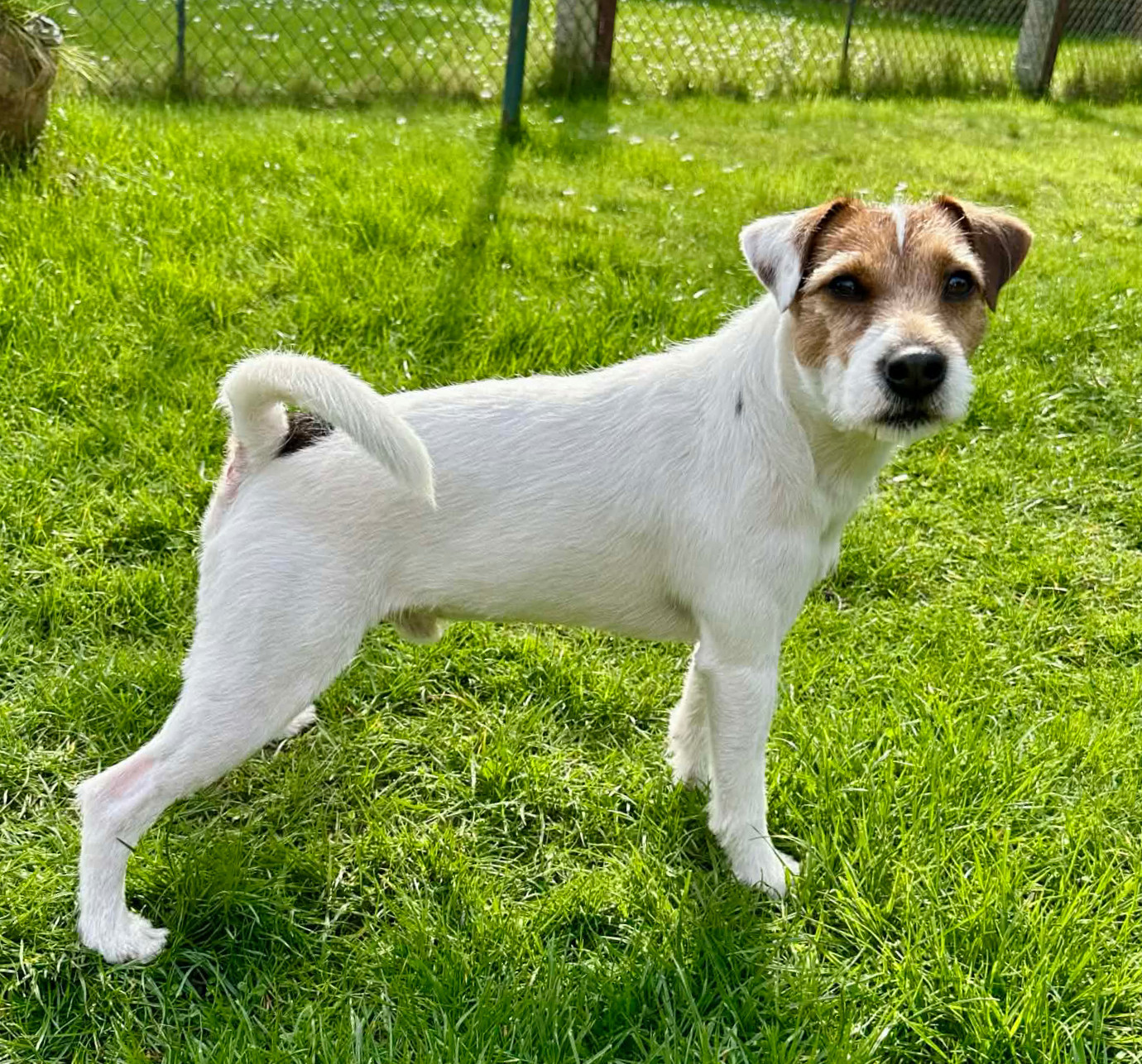 U'Tatanka Du Jardin D'inuko