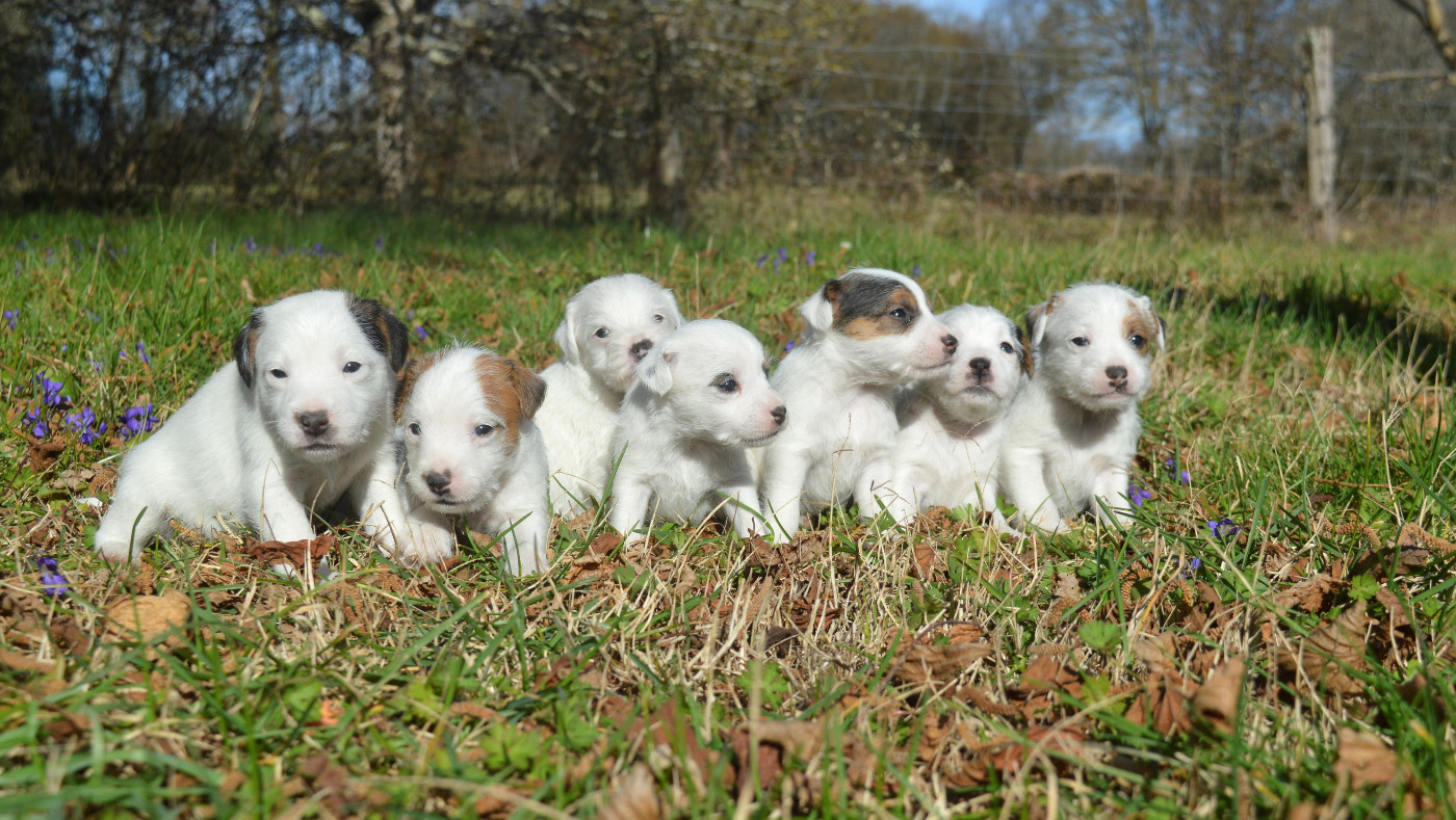 Du Jardin D'inuko - Portées à venir ! printemps 2026