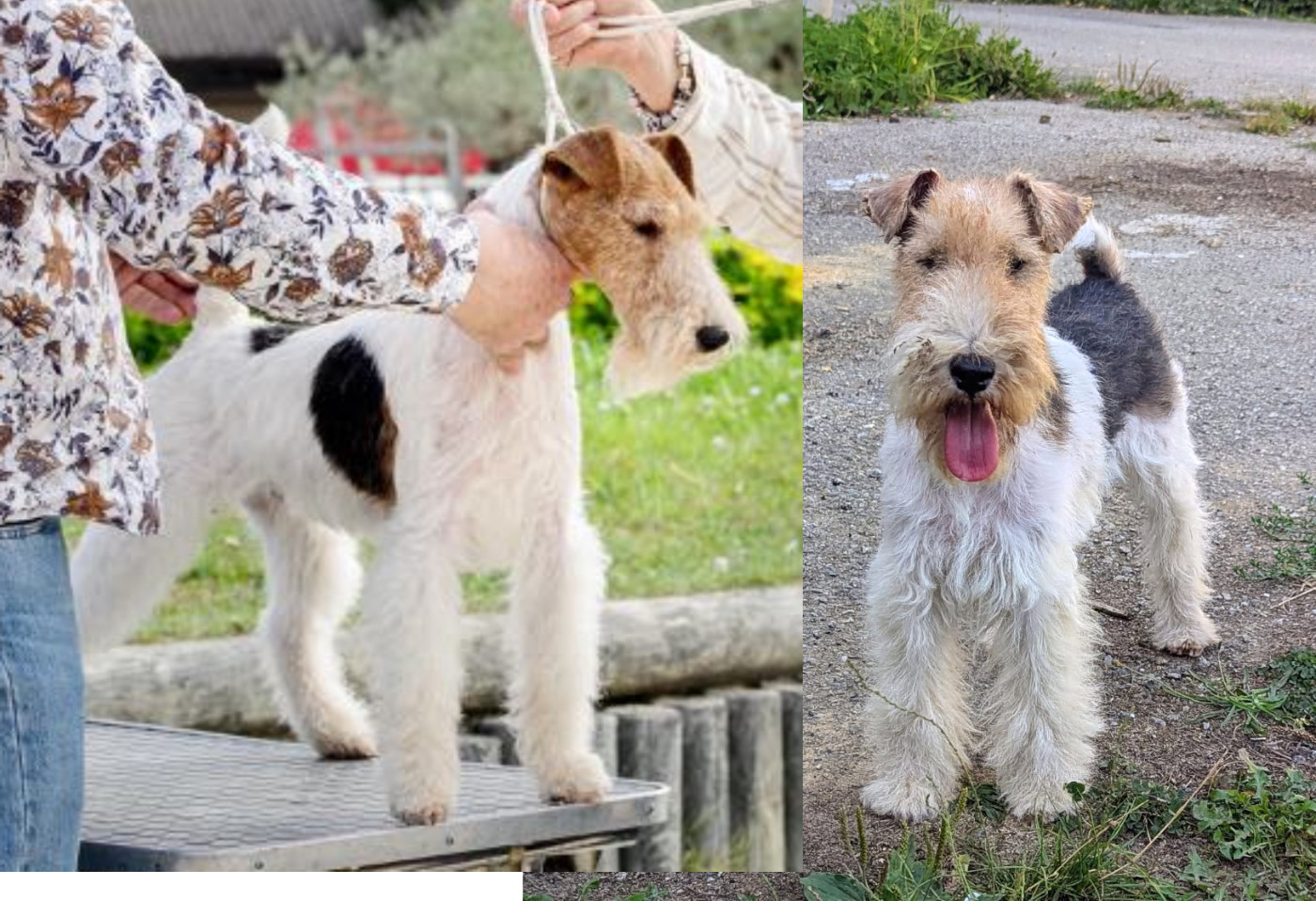 Ils sont nés, 1ère portée fox terrier poil dur en avril 2026 !