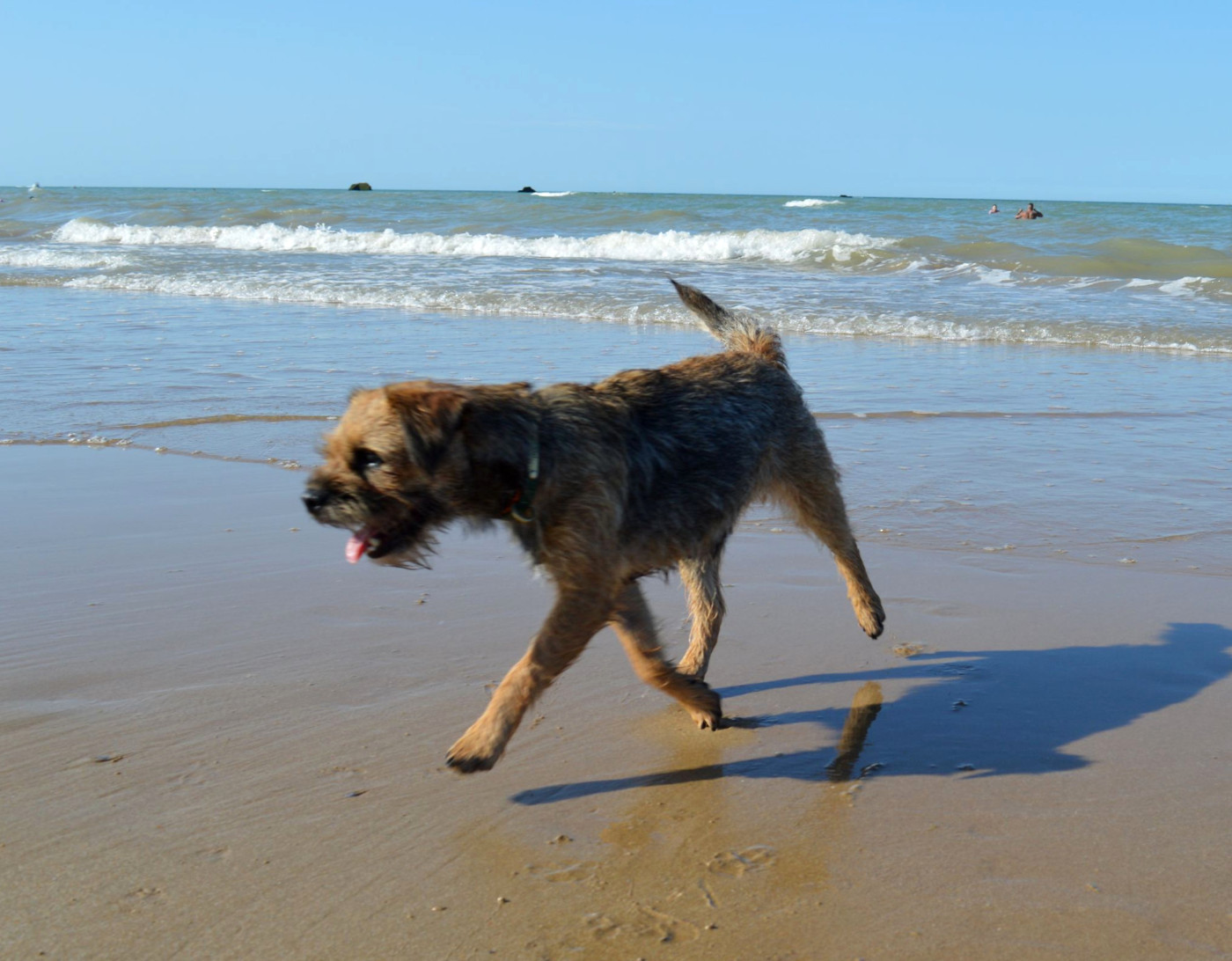Bientôt des bébés border terrier à l'élevage, toute 1ère fois !