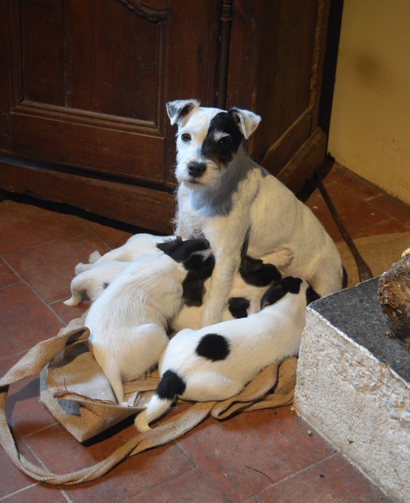Du Jardin D'inuko - Les chiots du moment....