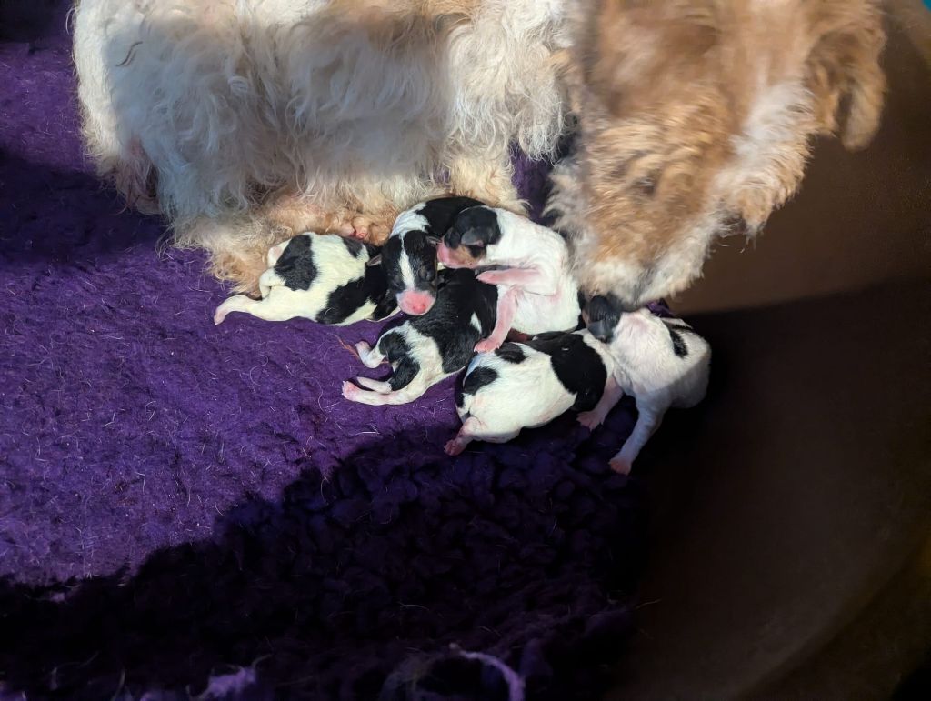 Les chiots de Pin-Up et Notable sont arrivés !