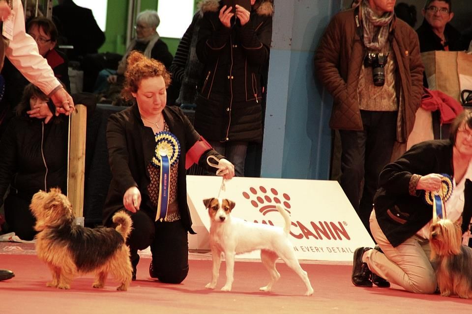 Du Jardin D'inuko - Luna : dernière étape réussie pour le titre de Champion !