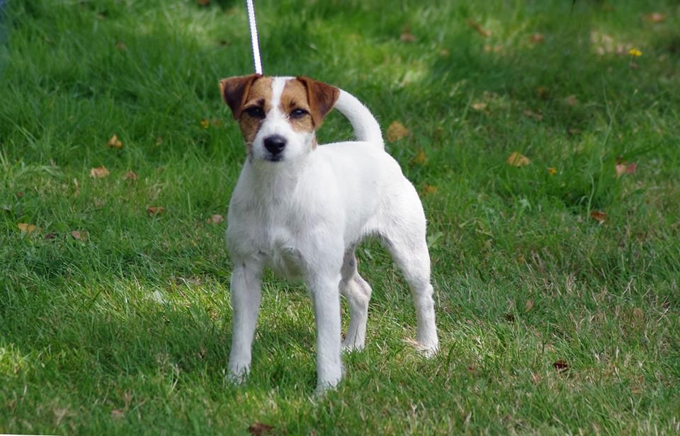 Du Jardin D'inuko - Luna meilleur chien de la Nationale d'Elevage 2017