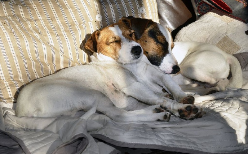 Quelques photos des chiens de la maison....