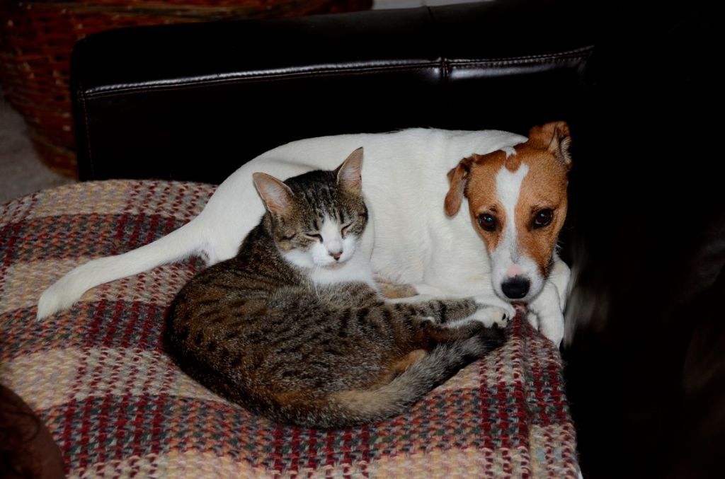 Comme chiens et chats ;-)