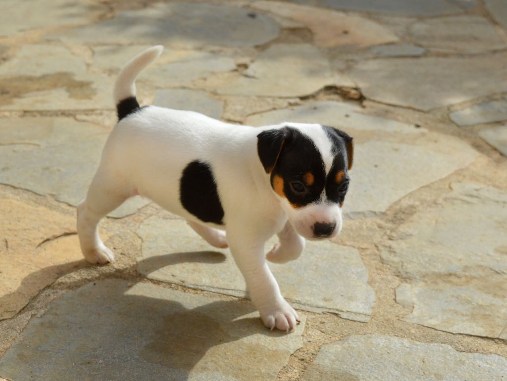 Du Jardin D'inuko - Parson Russell Terrier - Portée née le 28/01/2021