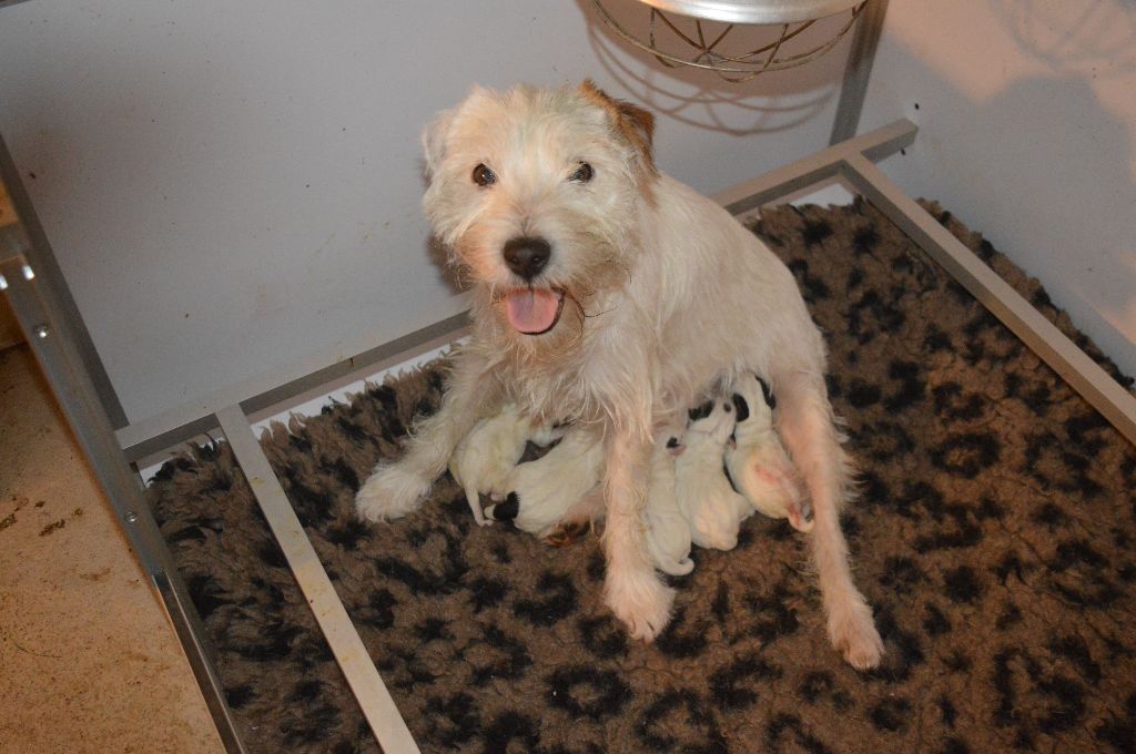 Du Jardin D'inuko - Parson Russell Terrier - Portée née le 30/11/2023
