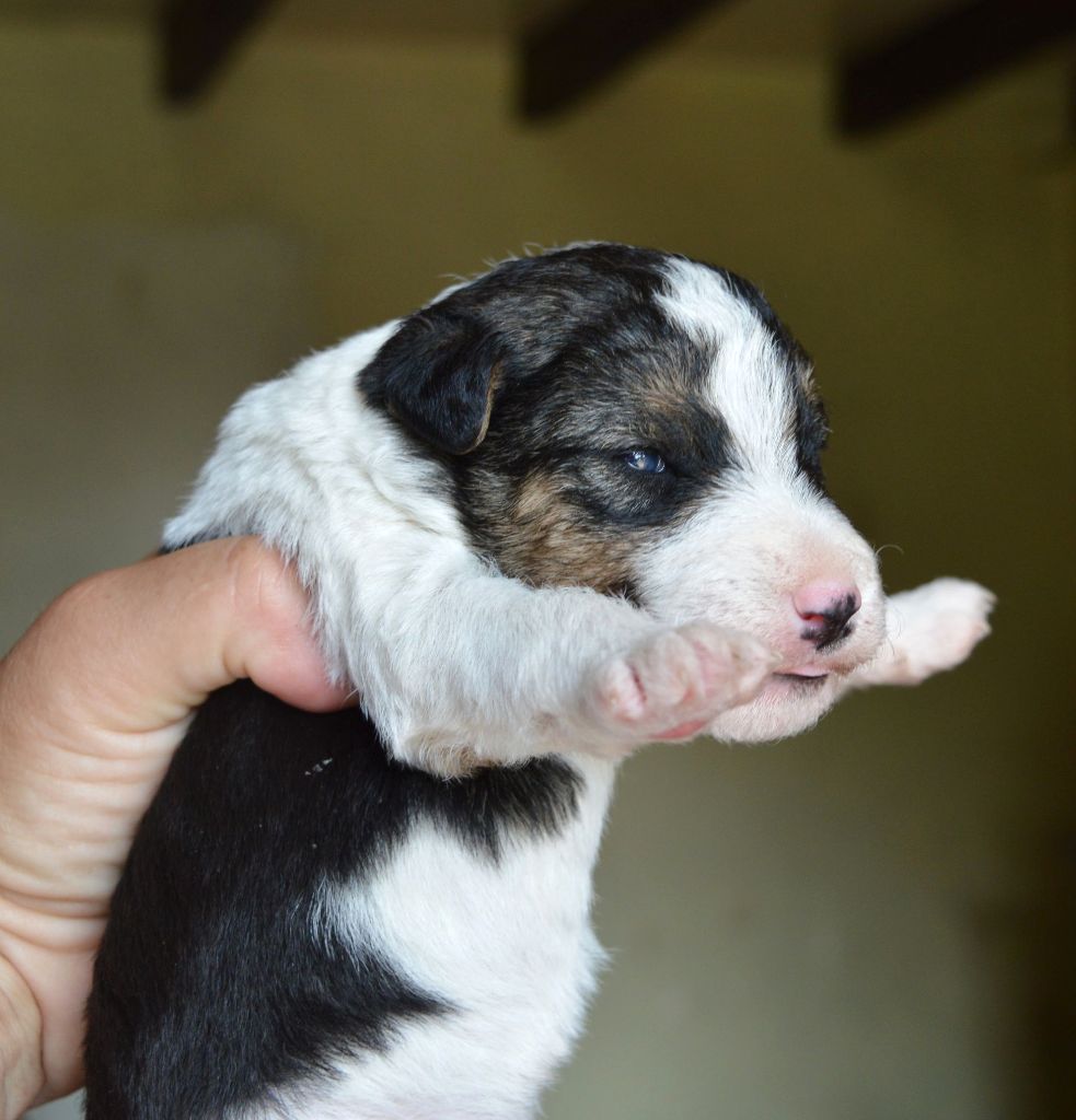 Du Jardin D'inuko - Chiots disponibles - Fox Terrier Poil Dur