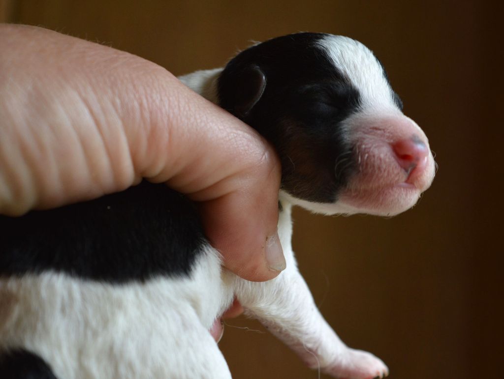 Du Jardin D'inuko - Chiots disponibles - Fox Terrier Poil Dur