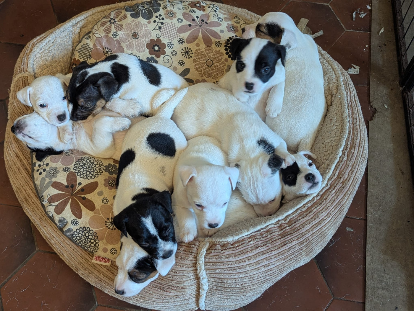 Du Jardin D'inuko - Parson Russell Terrier - Portée née le 05/05/2025