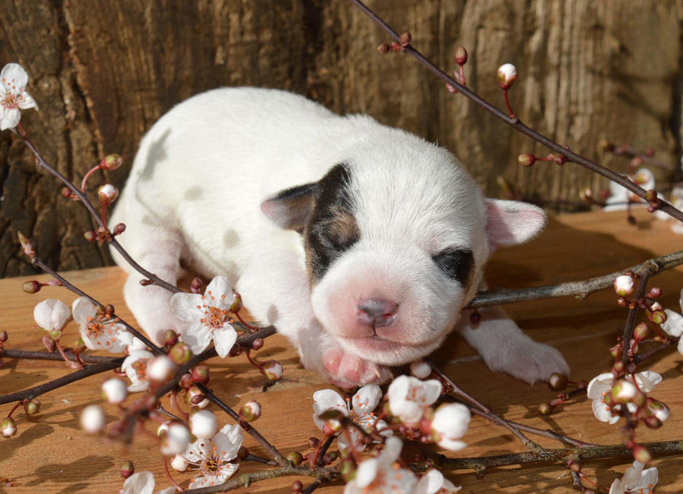 Du Jardin D'inuko - Chiots disponibles - Parson Russell Terrier