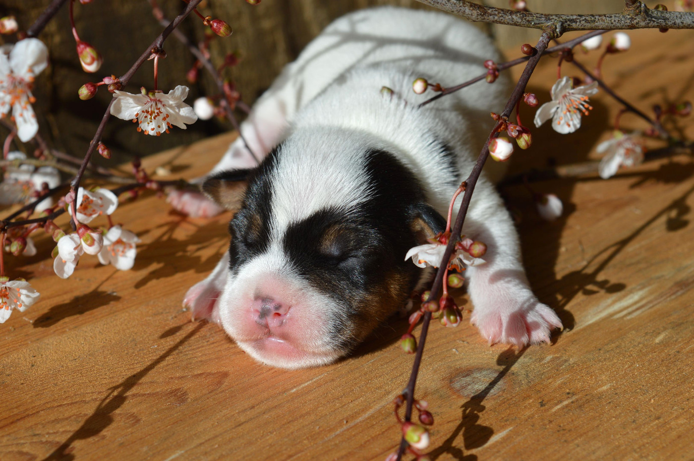 Du Jardin D'inuko - Chiots disponibles - Parson Russell Terrier