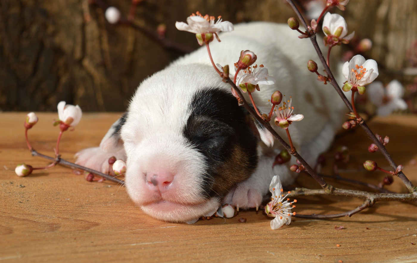 Du Jardin D'inuko - Chiots disponibles - Parson Russell Terrier