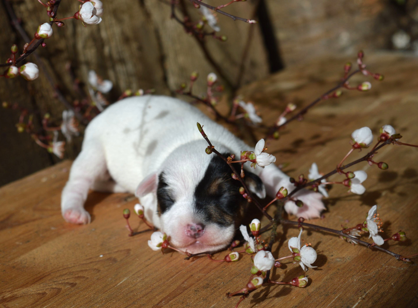 Du Jardin D'inuko - Chiots disponibles - Parson Russell Terrier