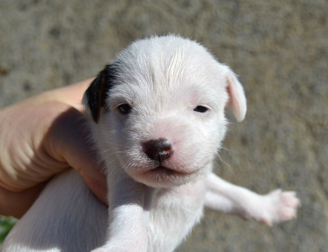 Du Jardin D'inuko - Chiots disponibles - Parson Russell Terrier