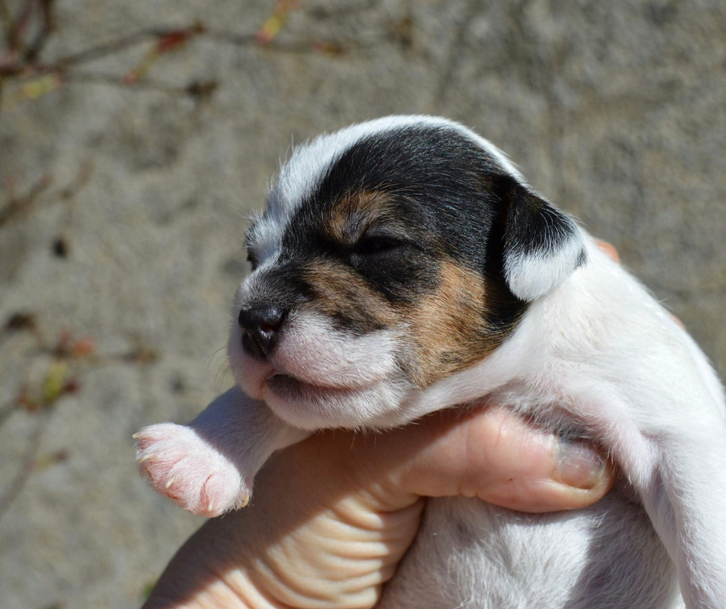 Du Jardin D'inuko - Chiots disponibles - Parson Russell Terrier