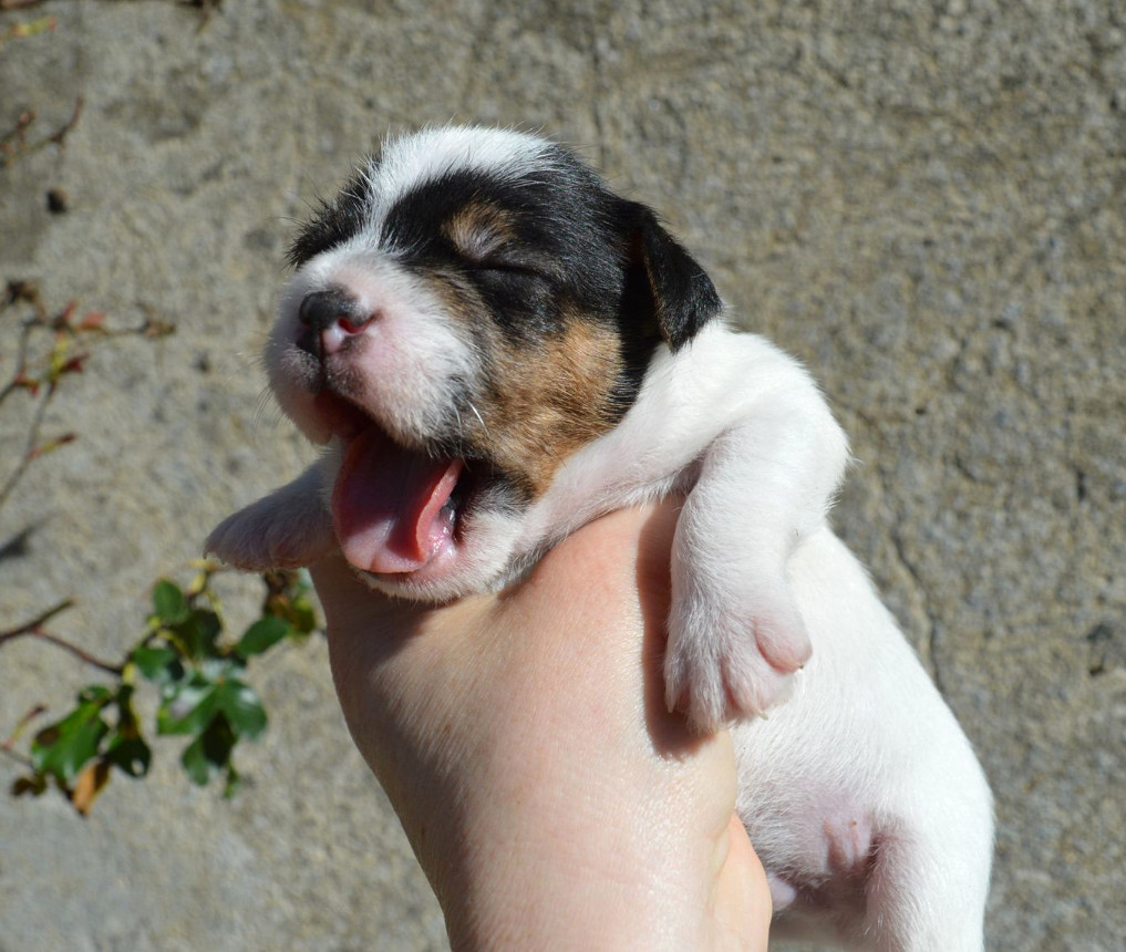 Du Jardin D'inuko - Chiots disponibles - Parson Russell Terrier