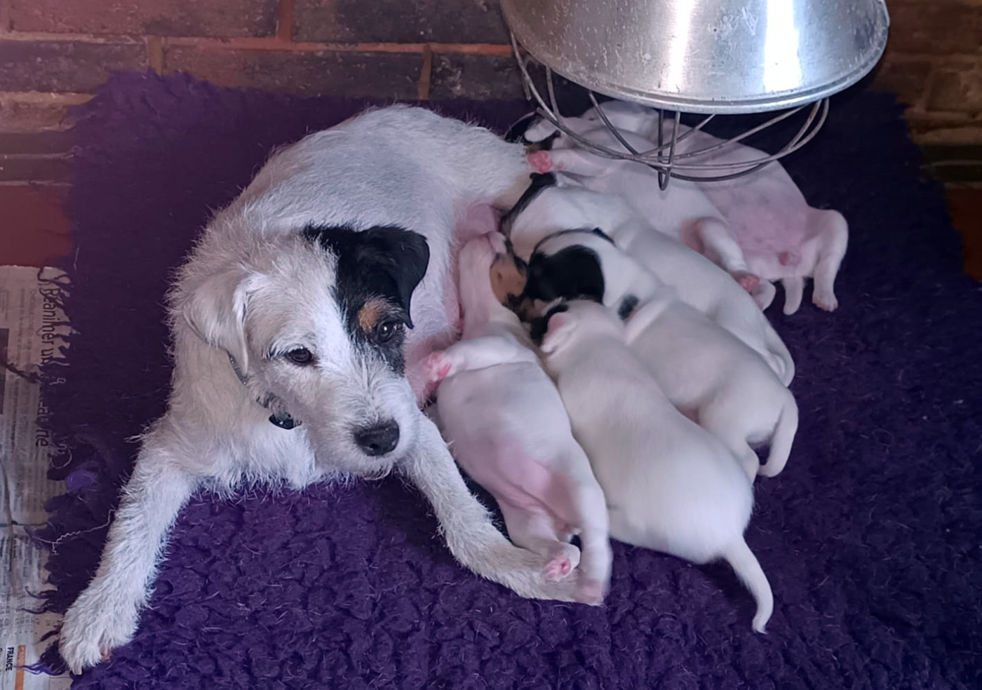 Chiot Parson Russell Terrier Du Jardin D'inuko