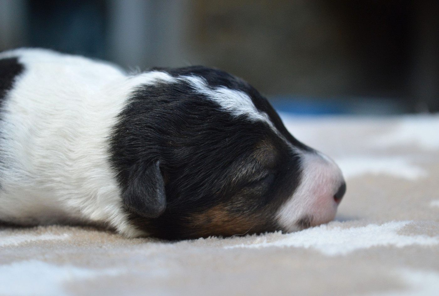 Du Jardin D'inuko - Chiots disponibles - Fox Terrier Poil Dur