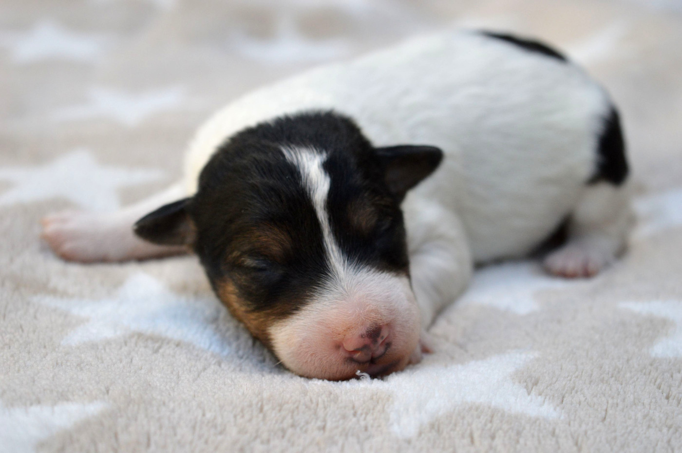 Du Jardin D'inuko - Chiots disponibles - Fox Terrier Poil Dur