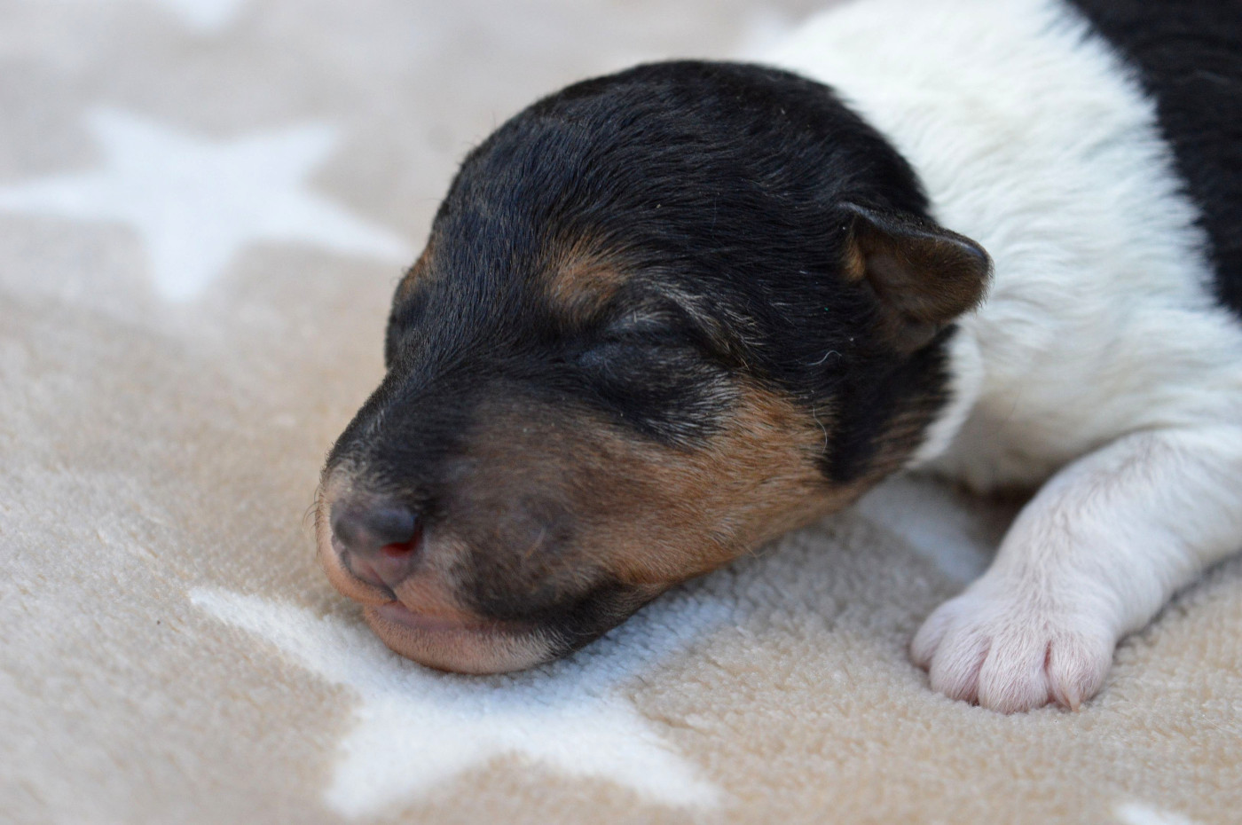 Du Jardin D'inuko - Chiots disponibles - Fox Terrier Poil Dur