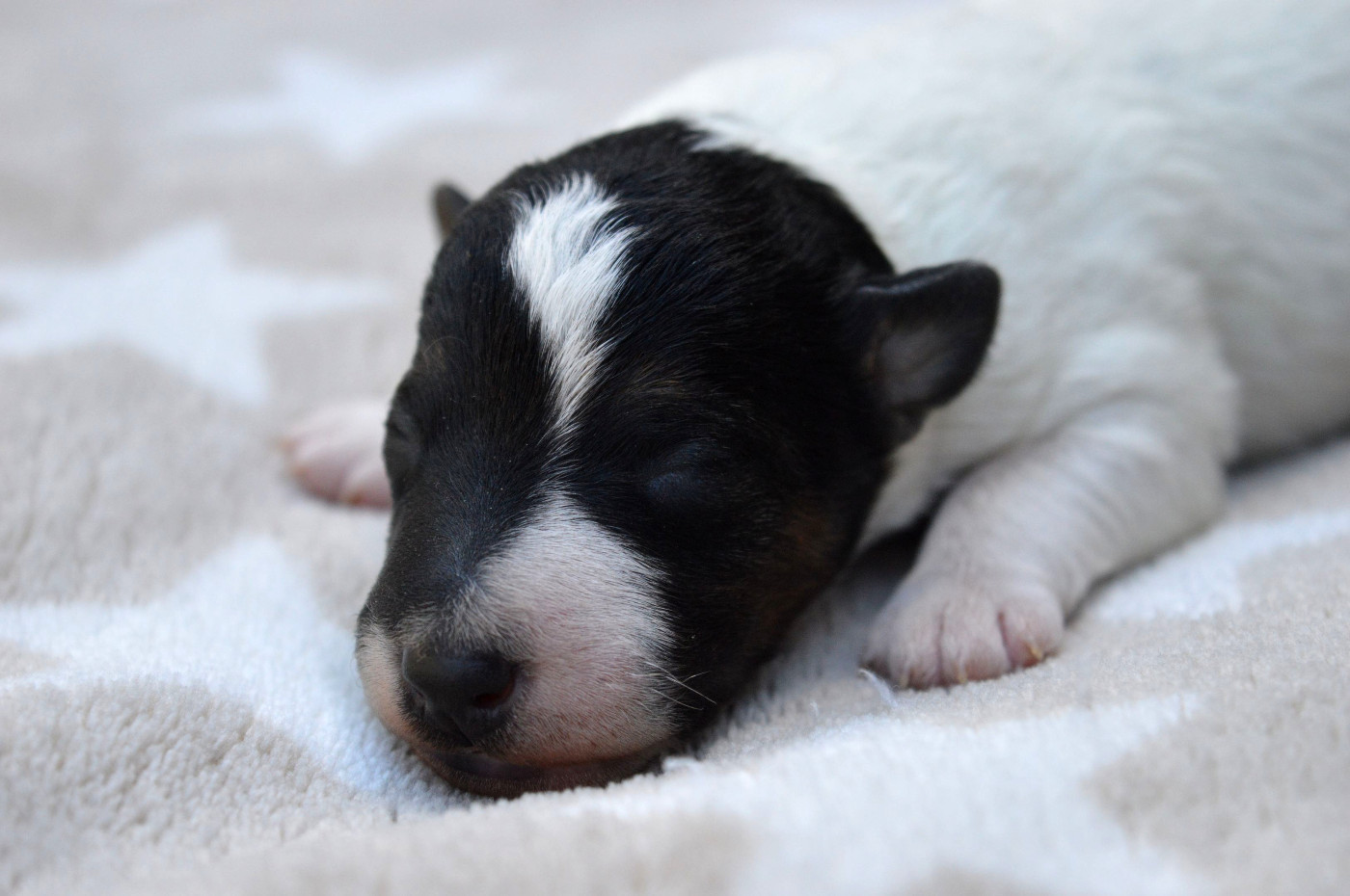 Du Jardin D'inuko - Chiots disponibles - Fox Terrier Poil Dur