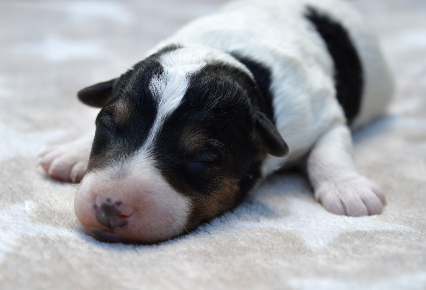 Du Jardin D'inuko - Chiots disponibles - Fox Terrier Poil Dur