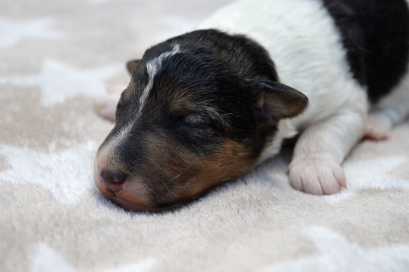 Du Jardin D'inuko - Chiots disponibles - Fox Terrier Poil Dur