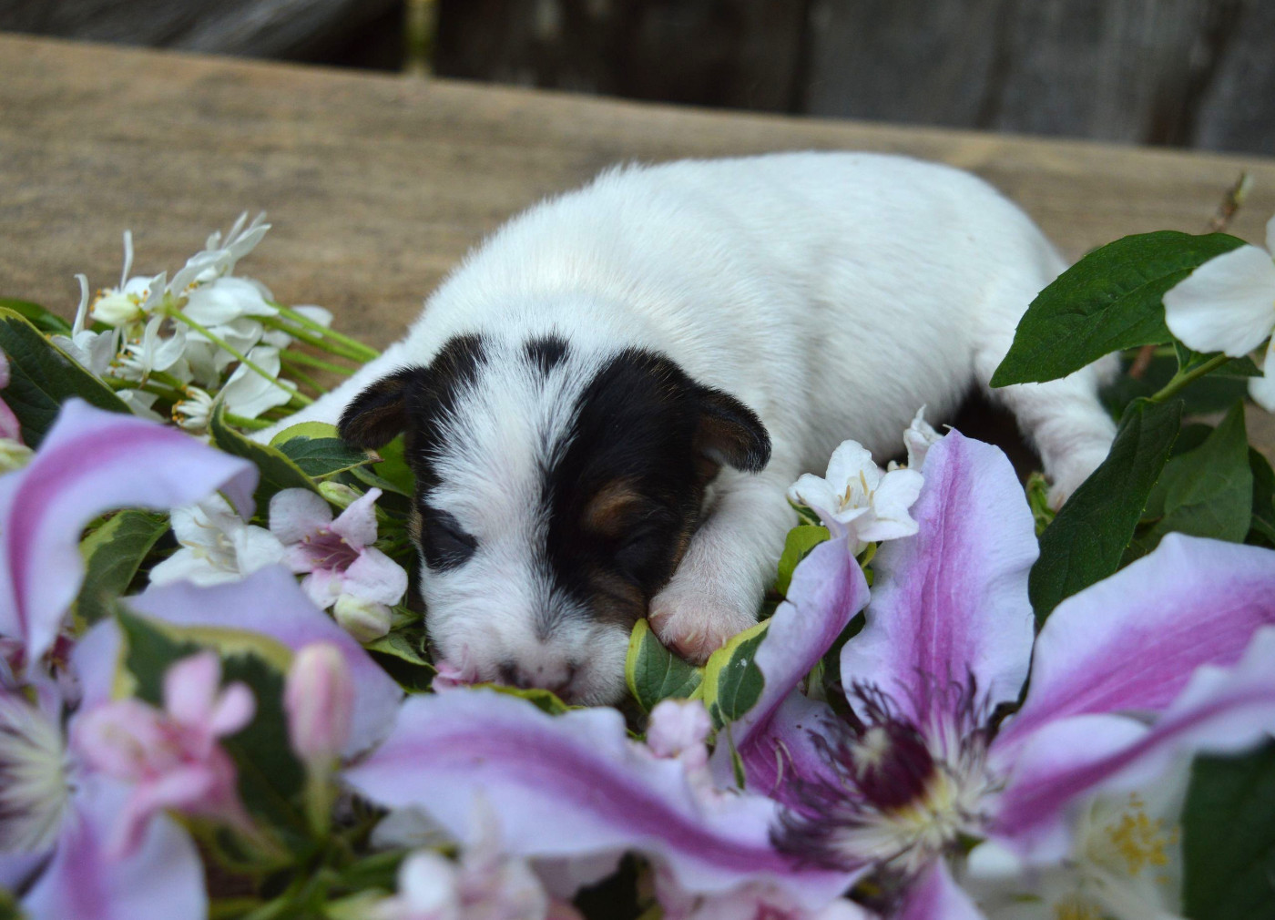 Du Jardin D'inuko - Chiots disponibles - Parson Russell Terrier