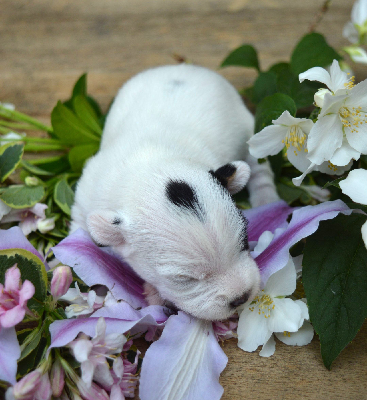Du Jardin D'inuko - Chiots disponibles - Parson Russell Terrier
