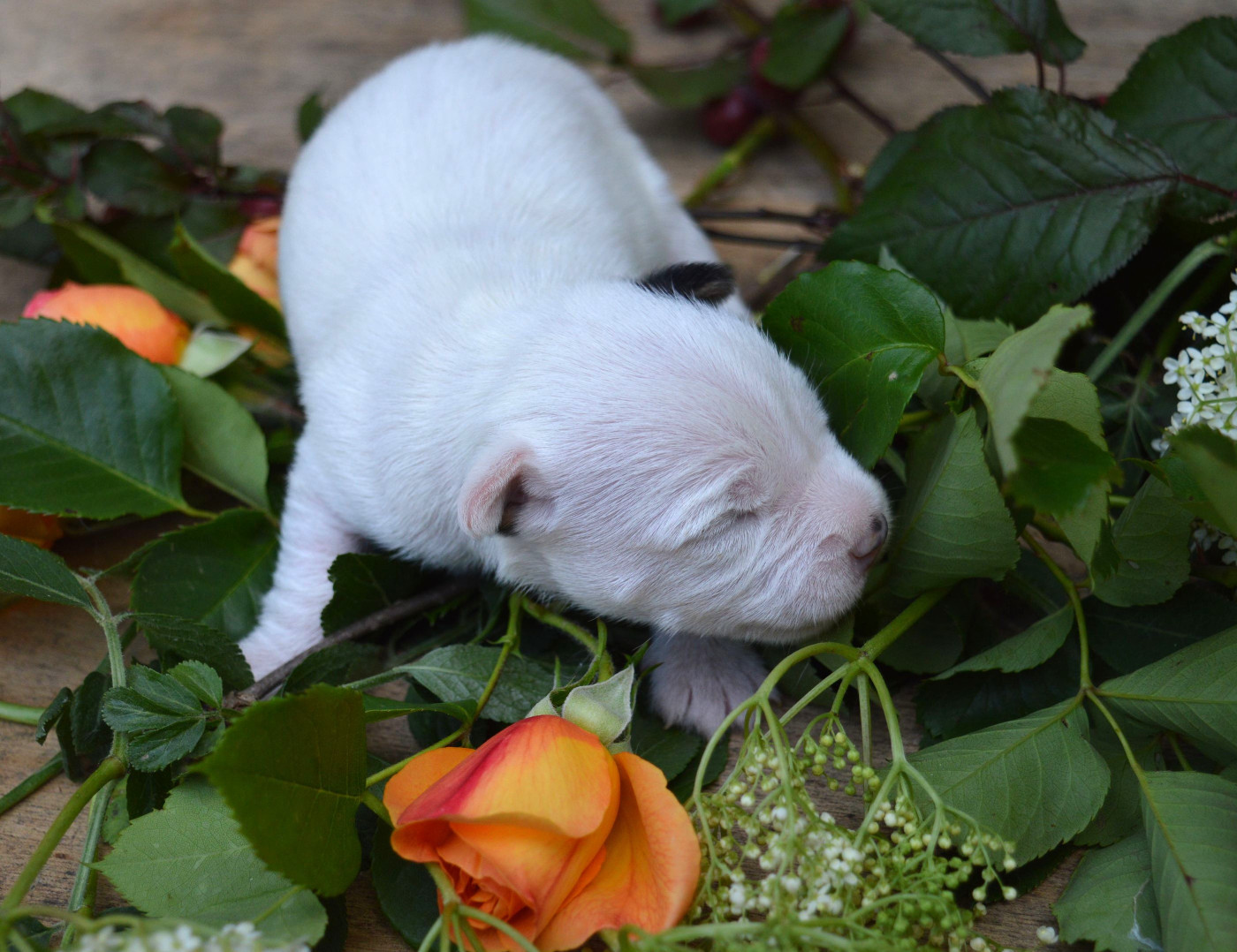 Du Jardin D'inuko - Chiots disponibles - Parson Russell Terrier