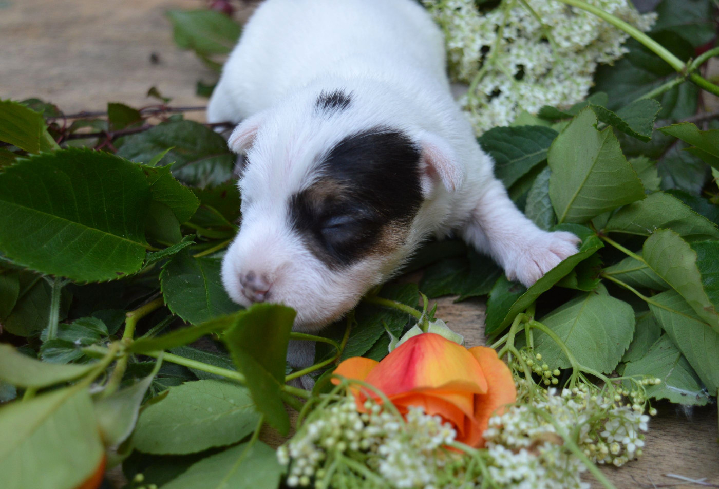 Du Jardin D'inuko - Chiots disponibles - Parson Russell Terrier