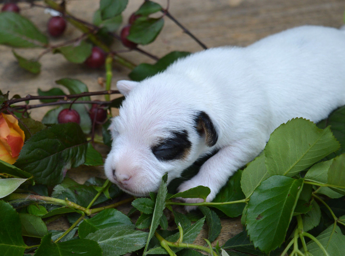 Du Jardin D'inuko - Chiots disponibles - Parson Russell Terrier